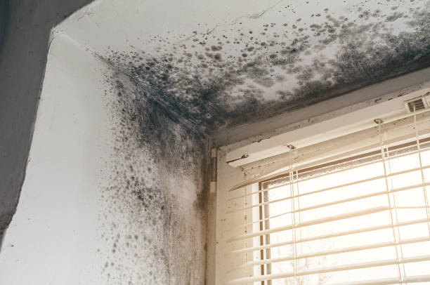 Affordable Commercial Mold Remediation solutions in Sperryville, VA